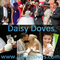 Daisy Doves 1098019 Image 4